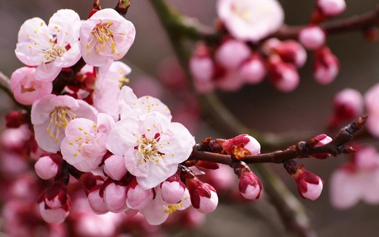 ���z�Ҽ������з۲ʡ��y�� �c����s��