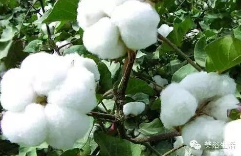 ��ԡ����Ƶ�Ĵ�����ë����ԡ���ʲô���ǰ�ɫ����