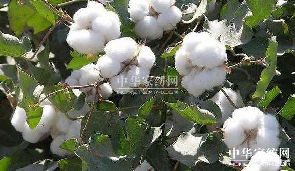 ��ԡ����������������Ļ�--�޻���