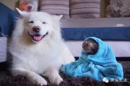 ��ԡ���ë�����Ԍ�����ë��Ҳ�����v����