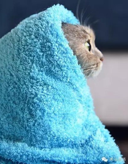 ��ԡ���ë�����Ԍ�����ë��Ҳ�����v����