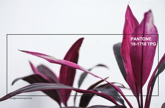 �҃ȼ���Ʒ�OӋƫ��(��i)2019�ﶬ����ɫ�������ʼt