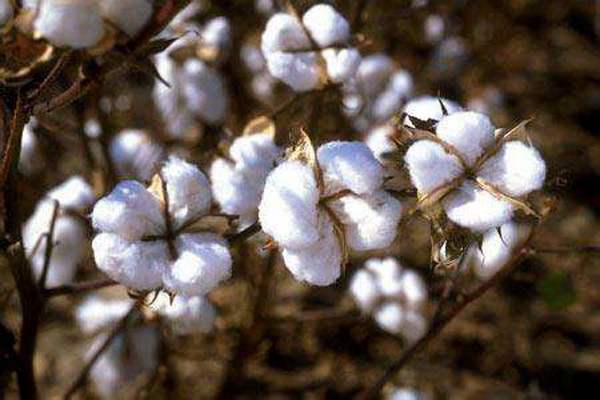 ����(zh��)����Ȼ���������ѻ��Ҽ��ĸ�ɽ���w������s�ߴ����﷦����